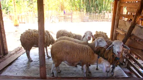 The goat stays still in the pen while chewing in the afternoon. Stock Footage 277108156