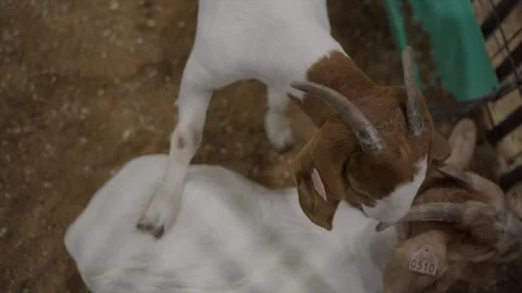 Goat stepping on another goat Stock Footage 259897057