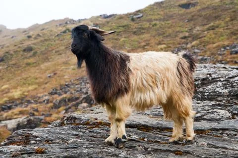 Goat on a stone Stock Photos