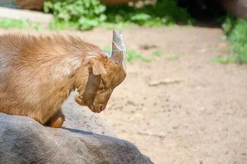 The goat on the stone 库存照片