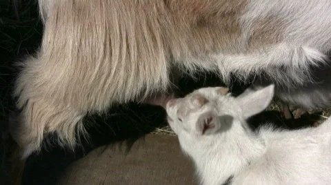 Goat suckling Stock Footage 393388