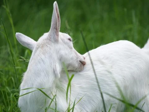 Goat In Summer Paddock Stock Photos