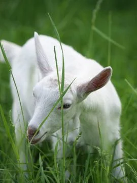 Goat In Summer Paddock Stock Photos