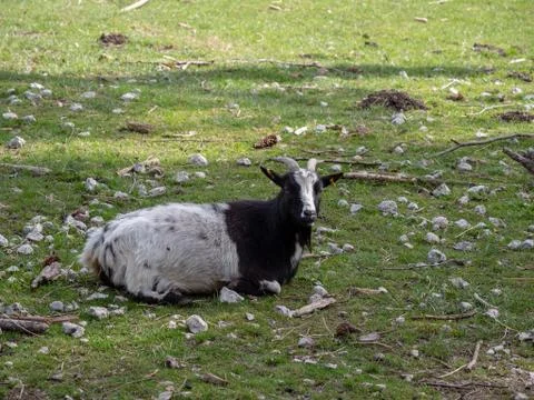 Goat is sunbathing Foto stock