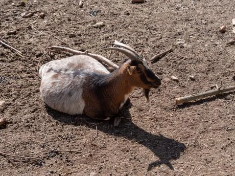 Goat on sunbathing Stock Photos