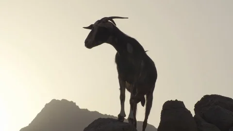 Goat Sunset Close Stock Footage 89180194
