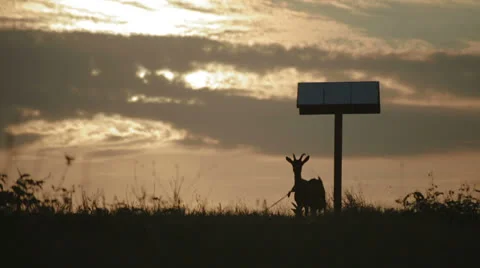 Goat on sunset Stock Footage 26183532