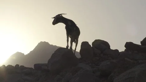 Goat Sunset Wide Stock Footage 89180285