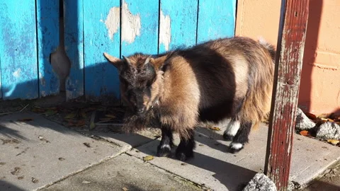 Goat in sunshine part 2 of 2 Stock Footage 146715251