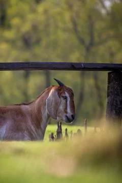 Goat taking rest in trees shadow. Selective focus. Shallow depth of field. Ba Foto stock