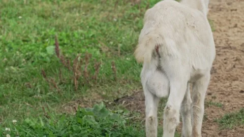 Goat testicles dangling between its legs while grazing. Hoofed animal goat. 動画素材 292618256