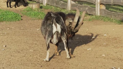 Goat testicles dangling between its legs while grazing. Hoofed animal goat. 動画素材 292619090