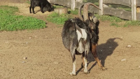 Goat testicles dangling between its legs while grazing. Hoofed animal goat. 動画素材 292619180