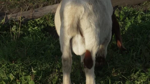 Goat testicles dangling between its legs while grazing. Hoofed animal goat. 動画素材 292619679