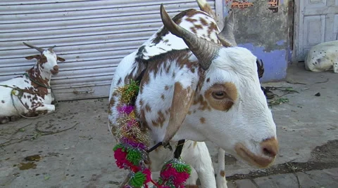 A Goat tethered  to a post Stock Footage 58120322