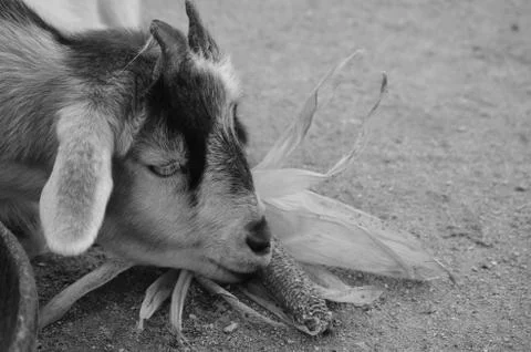 Goat there corn Foto stock