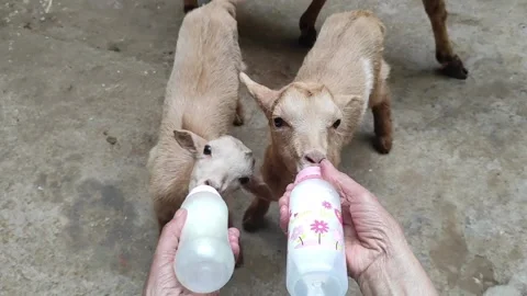 Goat three 스톡 동영상 164564743