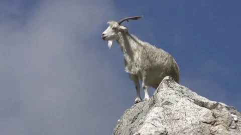  goat on top Stock Footage 133630831