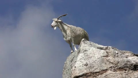Goat on top Stock Footage 133630921