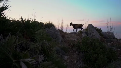 A Goat Tops a Mountain at Sunset Stock Footage 83397065
