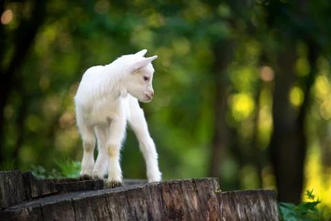 Goat on tree stump Foto stock