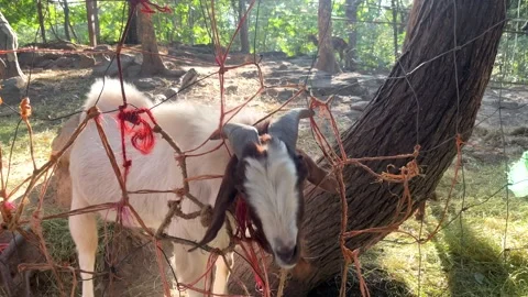 Goat Try To Remove Head From The Net With Sunbeam Stock Footage 292269701