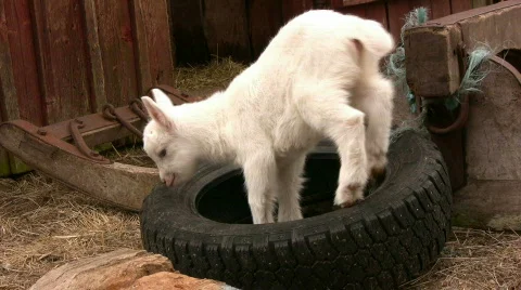 Goat in a tyre Stock Footage 376171