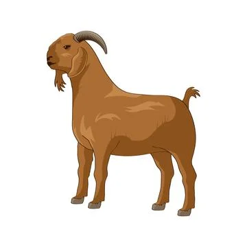Goat vector illustration. Eid al-Adha Sacrifice celebration festival Stock Illustration