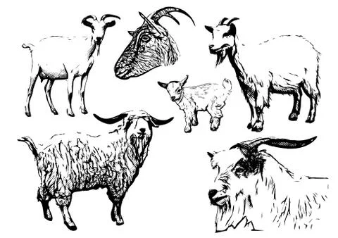 Goat vector illustrations Stock Illustration