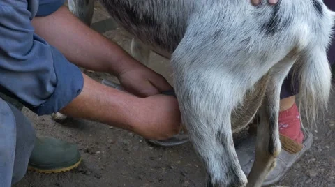 Goat Veterinary Treatment Stock Footage 65257572