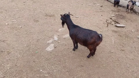 Goat Video Video stock 265028311