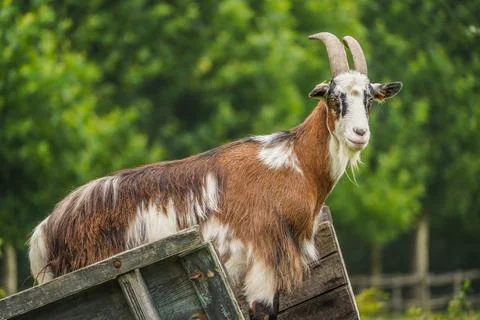 Goat on a wagon. Stock-Fotos