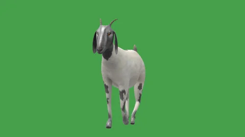 Goat Walk Front Green Screen Stock Footage 330846284