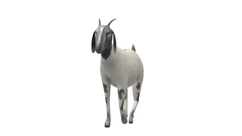 Goat Walk Front White Background Stock Footage 330846287