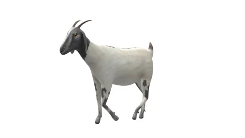 Goat Walk Perspective White Background Stock Footage 331057106