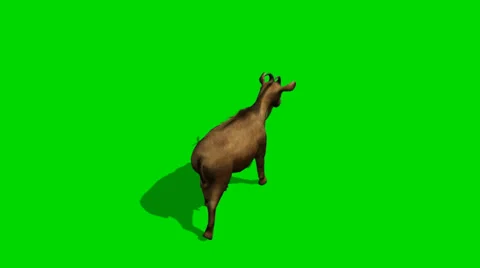 Goat walk - separated on green screen Video stock 34017685