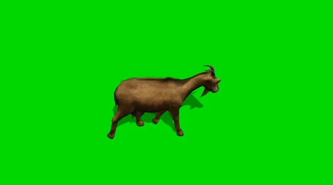 Goat walk - separated on green screen Видео 34017700