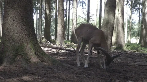 Goat is walking between the trees and looking for a food in summer time Stock Footage 82051328