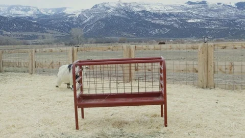 Goat walking by feeder Video stock 198940033