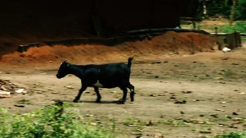 Goat walking Stock Footage 90536991