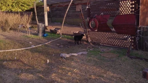 The Goat Is Walking Stock Footage 165558926