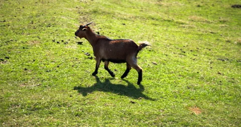 Goat walking on green grass. Stock Footage 234555878