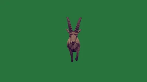 A goat is walking on green screen and standing deer an ant runs across the Stock Footage 337341394