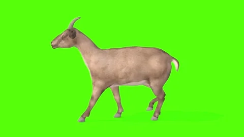 Goat Walking Green Screen Animation 4K R... | Stock Video | Pond5