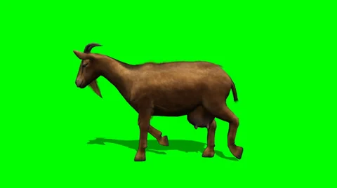 Goat walking - green screen Vidéo 38985019
