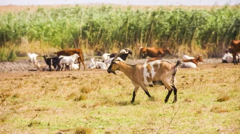 Goat Walking In the Meadow Stock-Footage 41671041