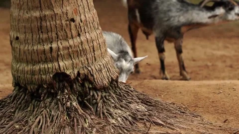 Goat Walking Out From Behind a Coconut Tree Stock Footage 345700641