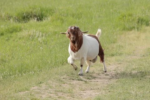 Goat walking in a pathway. Stock Photos