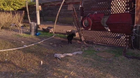 The Goat Is Walking Slow Motion Stock Footage 164795176