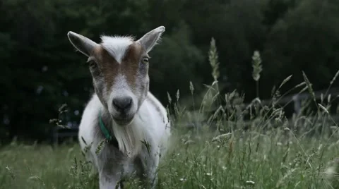 Goat Walking Through Tall Grass Stock Footage